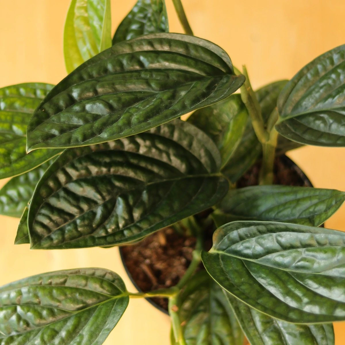 Monstera Karstenianum - ‘Monstera Peru’ - Various Sizes 4 Monstera Karstenianum - ‘Monstera Peru’ - Various Sizes - Image 2