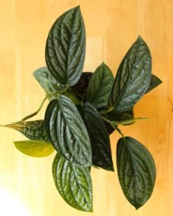 Monstera Karstenianum - ‘Monstera Peru’ - Various Sizes 10 Monstera Karstenianum - ‘Monstera Peru’ - Various Sizes -Eds Plant Shop monstera karstenianum monstera peru various sizes 746386