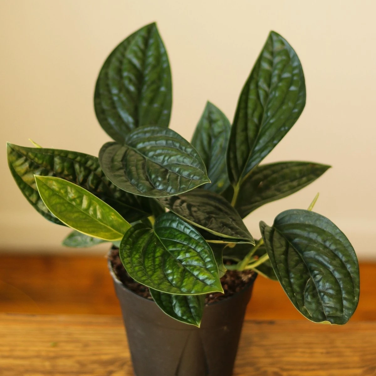 Monstera Karstenianum - ‘Monstera Peru’ - Various Sizes 3 Monstera Karstenianum - ‘Monstera Peru’ - Various Sizes