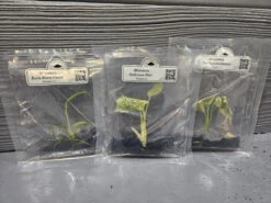 Monstera Madness Bundle - 3 Plantlets -Eds Plant Shop monstera madness bundle 3 plantlets 567132