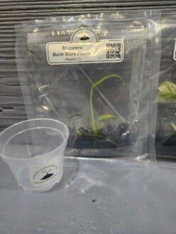 Monstera Madness Bundle - 3 Plantlets -Eds Plant Shop monstera madness bundle 3 plantlets 815813