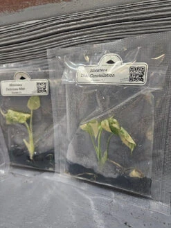 Monstera Madness Bundle - 3 Plantlets -Eds Plant Shop monstera madness bundle 3 plantlets 900368