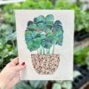 Monstera Pot Print -Eds Plant Shop monstera pot print 958934
