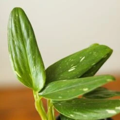 Monstera Standleyana Albo -Eds Plant Shop monstera standleyana albo 768133