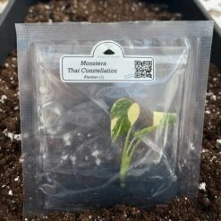 Monstera 'Thai Constellation' Plantlets- 4 Pack -Eds Plant Shop monstera thai constellation plantlets 4 pack 210269
