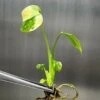 Monstera 'Thai Constellation' Plantlets- 4 Pack -Eds Plant Shop monstera thai constellation plantlets 4 pack 942711