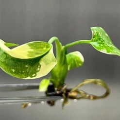 Monstera 'Thai Constellation' Plantlets- 4 Pack -Eds Plant Shop monstera thai constellation plantlets 4 pack 999110