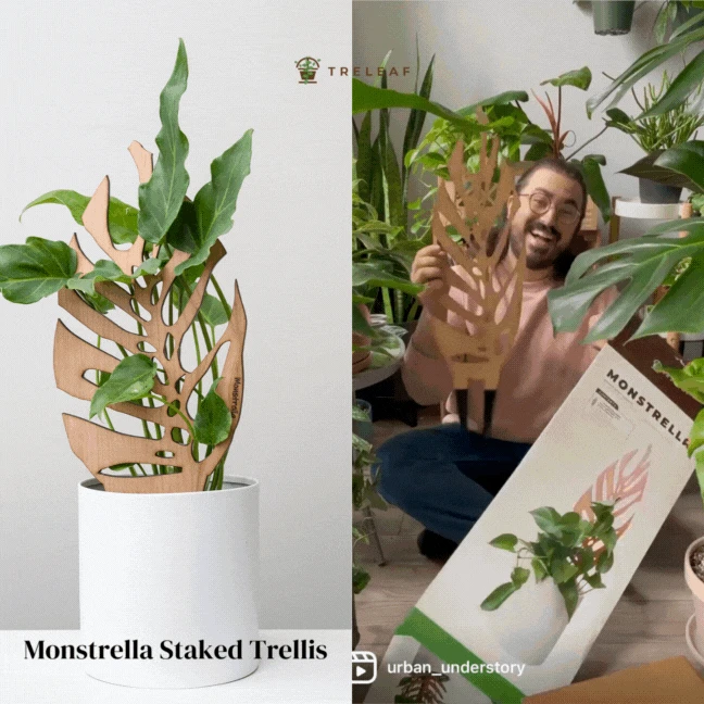Monstrella - Monstera Plant Support & Trellis 4 Monstrella - Monstera Plant Support & Trellis - Image 2