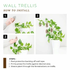 Monstrella - Wall Mounted Plant Support For Climbing Vines -Eds Plant Shop monstrella wall mounted plant support for climbing vines 927630