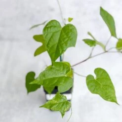 Morning Glory 'Scarlet O’Hara’- Pink Morning Glory -Eds Plant Shop morning glory scarlet ohara pink morning glory 479123