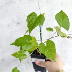 Morning Glory 'Scarlet O’Hara’- Pink Morning Glory -Eds Plant Shop morning glory scarlet ohara pink morning glory 867638