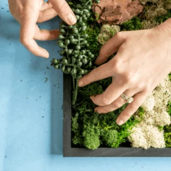 Moss Wall Kit -Eds Plant Shop moss wall kit 443896