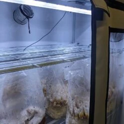 Mushroom Fruiting & Incubation 3-Tier Walden White LED Grow Tent Kit -Eds Plant Shop mushroom fruiting incubation 3 tier walden white led grow tent kit 218214