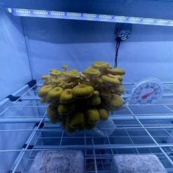 Mushroom Fruiting & Incubation 3-Tier Walden White LED Grow Tent Kit -Eds Plant Shop mushroom fruiting incubation 3 tier walden white led grow tent kit 826881