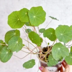 Nasturium - Tall Trailing Nasturitium Mix -Eds Plant Shop nasturium tall trailing nasturitium mix 281597