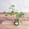 Nasturium - Tall Trailing Nasturitium Mix 2 Nasturium - Tall Trailing Nasturitium Mix -Eds Plant Shop nasturium tall trailing nasturitium mix 605137