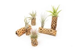Natural Cholla Wood Container - 6 Inches Tall With Tillandsia Assorted Air Plants -Eds Plant Shop natural cholla wood container 6 inches tall with tillandsia assorted air plants 4221802
