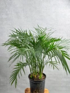 Neanthe - Bella Palm - Floor Plant -Eds Plant Shop neanthe bella palm floor plant 531880