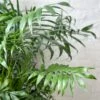 Neanthe - Bella Palm - Floor Plant -Eds Plant Shop neanthe bella palm floor plant 760721