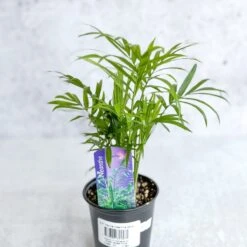 Chamaedorea Elegans -Neanthe Bella Palm -Eds Plant Shop neanthe bella palm various sizes 150043