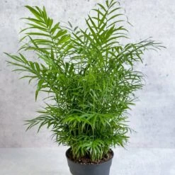 Front Page -Eds Plant Shop neanthe bella palm various sizes 607219