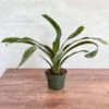 Neoregelia 'Mo Peppa Please' Bromeliad -Eds Plant Shop neoregelia mo peppa please bromeliad 119655