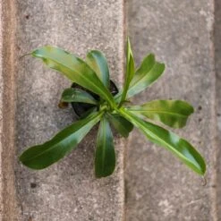 Nepenthes Gracilis - Pitcher Plant - Hanging Basket 9 Nepenthes Gracilis - Pitcher Plant - Hanging Basket -Eds Plant Shop nepenthes gracilis pitcher plant 4 inch hanging basket 415155