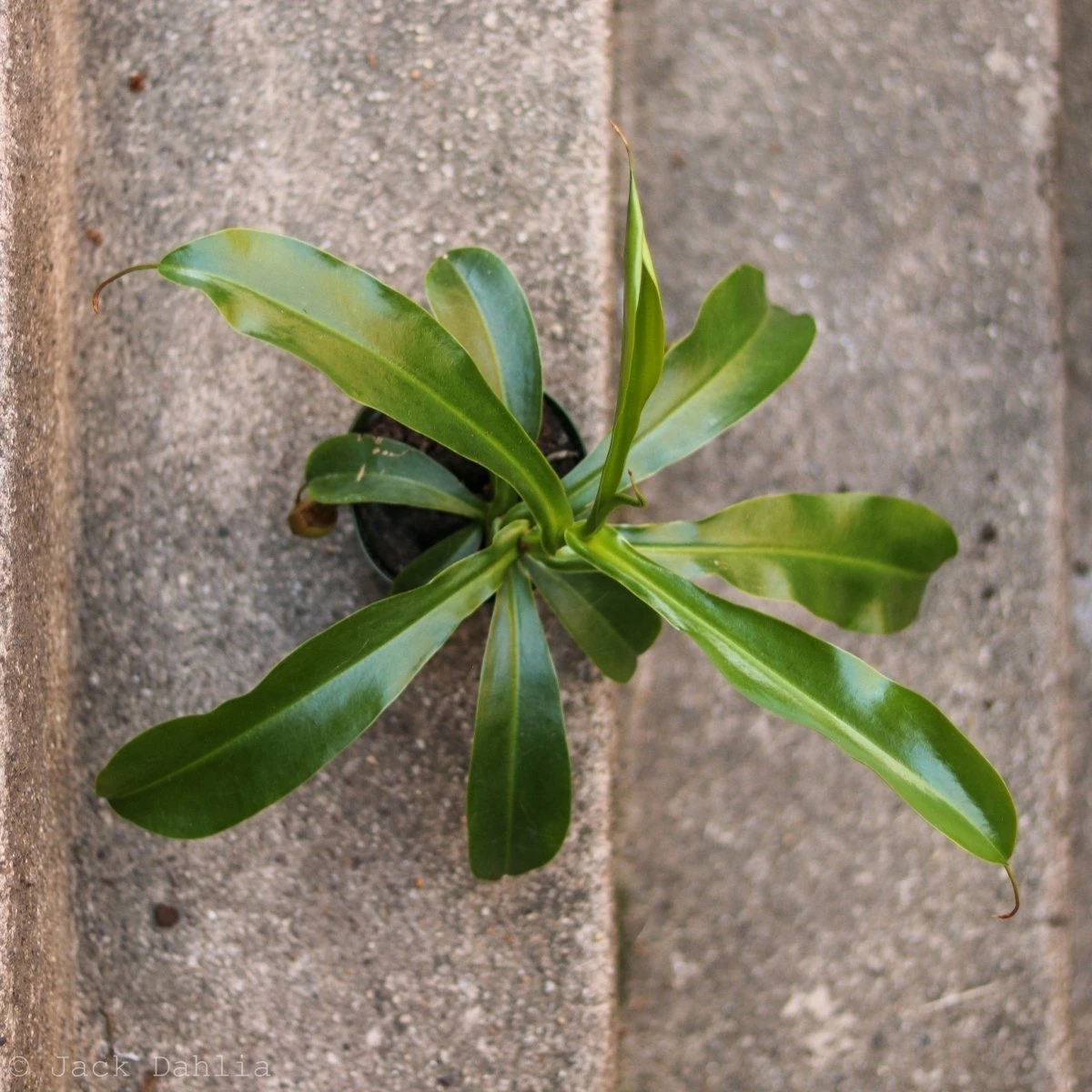Nepenthes Gracilis - Pitcher Plant - Hanging Basket 6 Nepenthes Gracilis - Pitcher Plant - Hanging Basket - Image 4