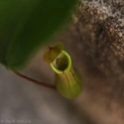 Nepenthes Gracilis - Pitcher Plant - Hanging Basket 8 Nepenthes Gracilis - Pitcher Plant - Hanging Basket -Eds Plant Shop nepenthes gracilis pitcher plant 4 inch hanging basket 493218