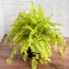 Nephrolepis Exaltata ‘Rita's Gold'’ - 6 Inch -Eds Plant Shop nephrolepis exaltata ritas gold 6 inch 358169
