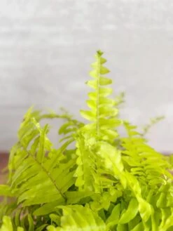 Nephrolepis Exaltata ‘Rita's Gold'’ - 6 Inch -Eds Plant Shop nephrolepis exaltata ritas gold 6 inch 638342