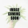 Nephrolepsis Cordifolia 'Lemon Button' - Lemon Button Fern -Eds Plant Shop nephrolepsis cordifolia lemon button lemon button fern 301330