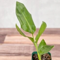 Orange Bird Of Paradise - Bird Of Paradise