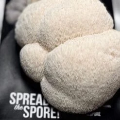 Organic Lion's Mane ‘Spray & Grow’ Mushroom Growing Kit -Eds Plant Shop organic lions mane spray grow mushroom growing kit 457047