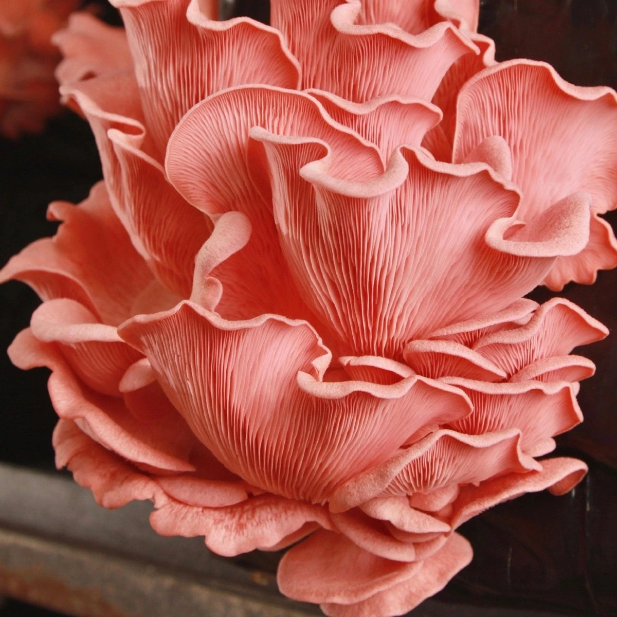 Organic Pink Oyster ‘Spray & Grow’ Mushroom Growing Kit 5 Organic Pink Oyster ‘Spray & Grow’ Mushroom Growing Kit - Image 3