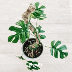 Original Bendable Moss Pole™ By Mossify (16"–54") | Flexible Plant Support -Eds Plant Shop original bendable moss pole by mossify 1654 flexible plant support 5610992