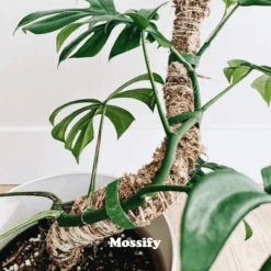Original Bendable Moss Pole™ By Mossify (16"–54") | Flexible Plant Support -Eds Plant Shop original bendable moss pole by mossify 1654 flexible plant support 8350737