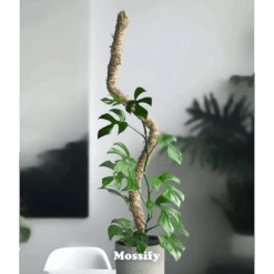 Original Bendable Moss Pole™ By Mossify (16"–54") | Flexible Plant Support -Eds Plant Shop original bendable moss pole by mossify 1654 flexible plant support 8958421