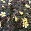 Oxalis Spiralis ssp. vulcanicola ‘Zinfandel’ -Eds Plant Shop oxalis spiralis ssp vulcanicola zinfandel 406286