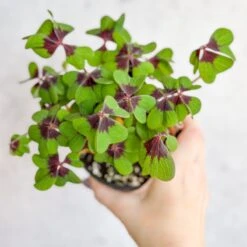 Oxalis Tetraphylla - Iron Cross Shamrock
