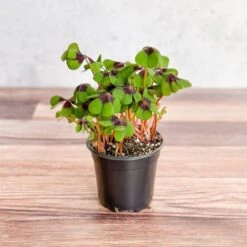 Front Page -Eds Plant Shop oxalis tetraphylla iron cross shamrock various sizes 736532
