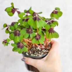 Oxalis Tetraphylla - Iron Cross Shamrock -Eds Plant Shop oxalis tetraphylla iron cross shamrock various sizes 899519