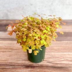 Golden Oxalis (Oxalis Vulcanicola ‘Copper Glow’)