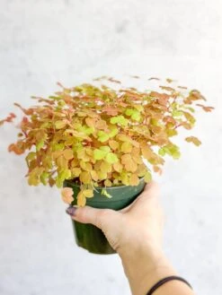 Golden Oxalis (Oxalis Vulcanicola ‘Copper Glow’) -Eds Plant Shop oxalis vulcanicola copper glow golden oxalis 45 inch 628358