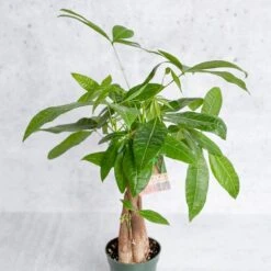 Pachira Aquatica 'Money Tree' -Eds Plant Shop pachira aquatica money tree 647493