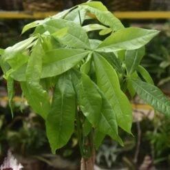 Pachira Aquatica 'Money Tree' Floor Plant - NYC Local Only