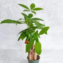 Pachira Aquatica 'Money Tree' -Eds Plant Shop pachira aquatica money tree various sizes 667423