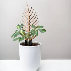 Palmella - Plant Support & Trellis 26 Palmella - Plant Support & Trellis -Eds Plant Shop palmella plant support trellis 273469