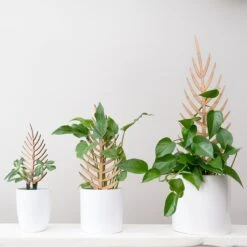 Palmella - Plant Support & Trellis 21 Palmella - Plant Support & Trellis -Eds Plant Shop palmella plant support trellis 364570