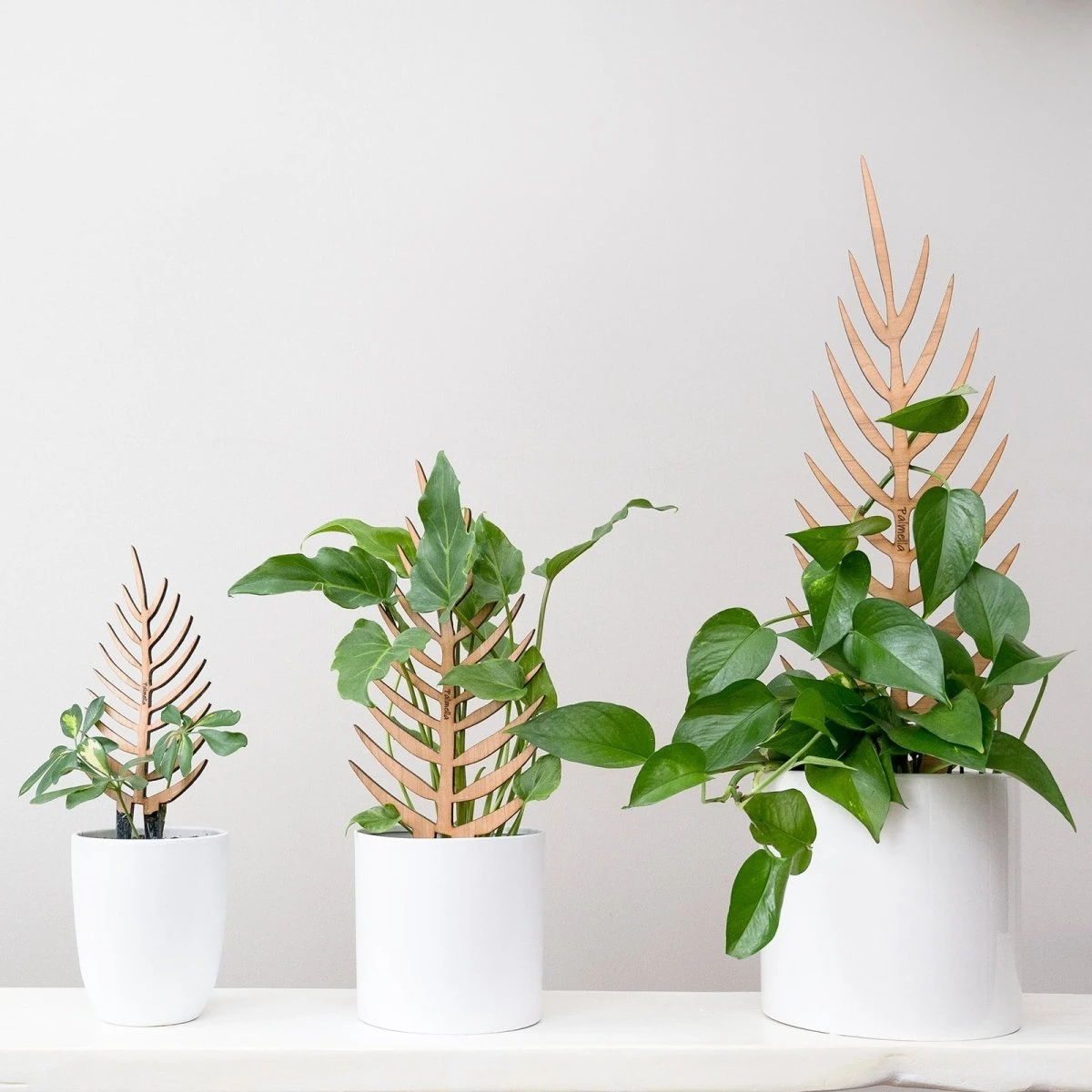 Palmella - Plant Support & Trellis 9 Palmella - Plant Support & Trellis - Image 7